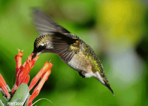 A Hummingbird feeding on nectar