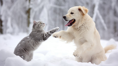 a cat and a dog playing together in the snow