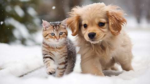 a kitten and a puppy playing happily in the snow