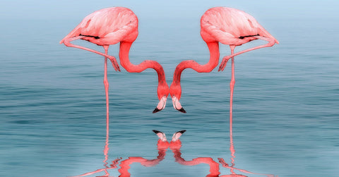 Two flamingos performing a mating ritual dance