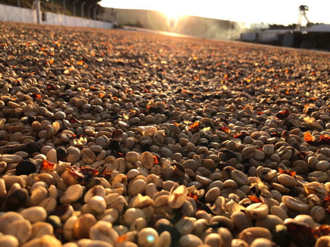 green coffee fermentation