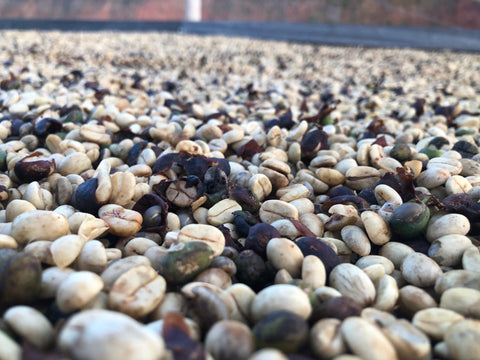 green coffee fermentation