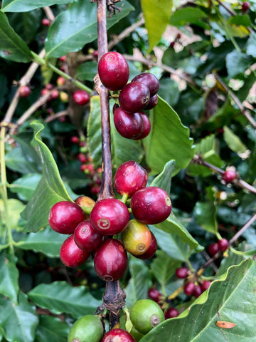 coffee cherries