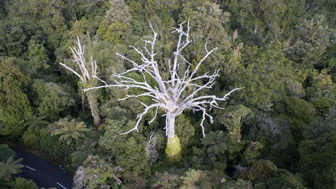 Kauri dieback