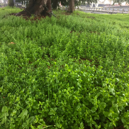 A carpet of chickweed