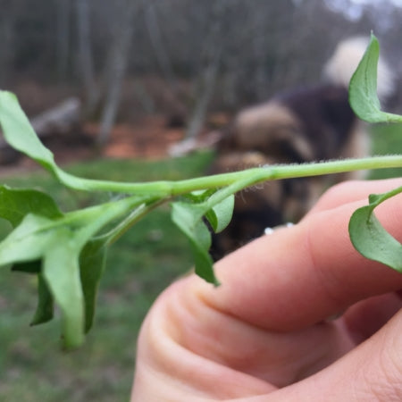 Chickweed plan with hairs on upper stem