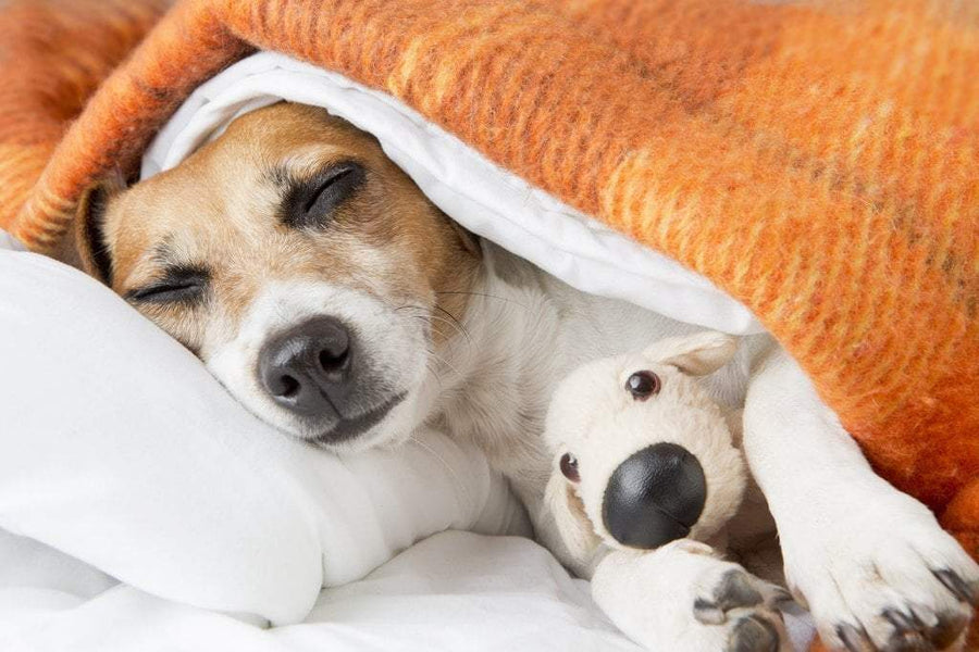 can dogs have night sweats