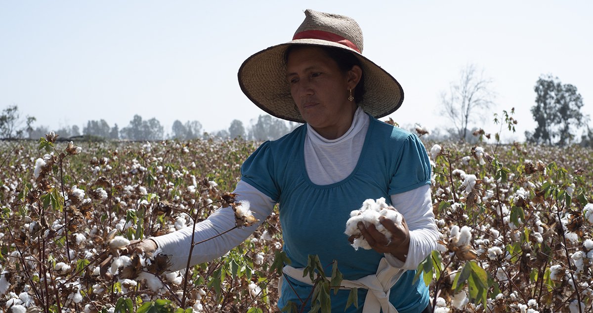 Organic cotton farmer