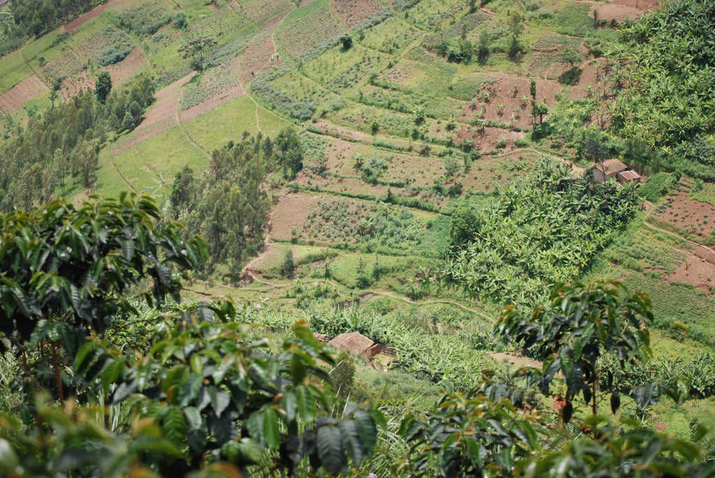 View of Rwandan coffee farm from top of a hill.