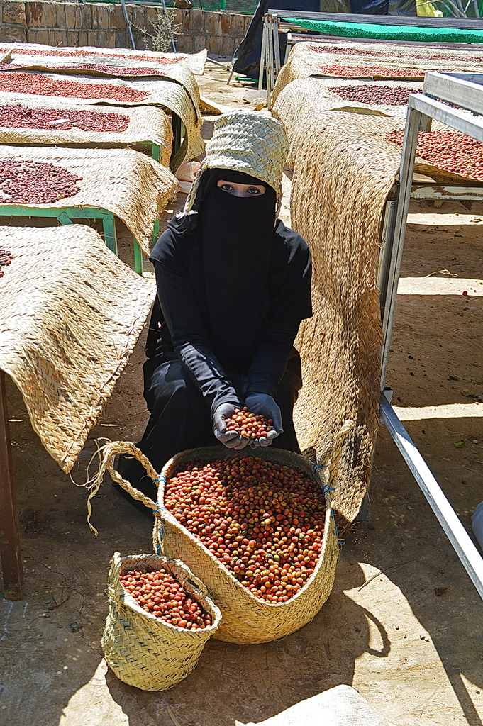 Yemeni woman with face covering, holding ripe coffee cherries