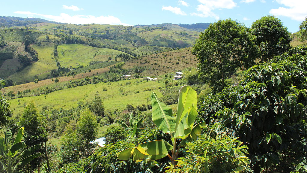 AlcatrazCOE_finca