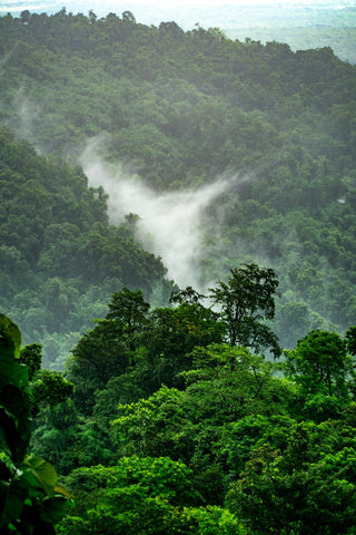 Catching Up With Christian Arnstedt, image of rainforests.