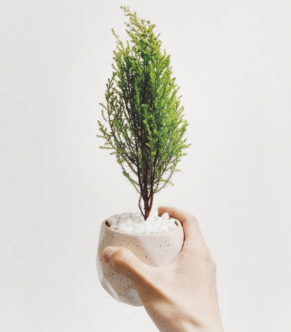 Copenhagen Startups: Giving Back Is In Their DNA, image of planted tree.