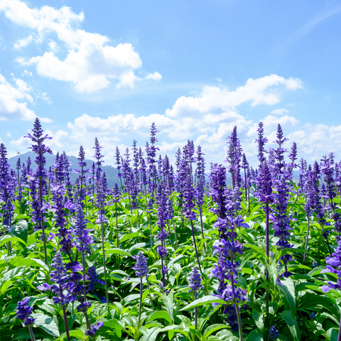 Salvia - Perennials Pollinators Love