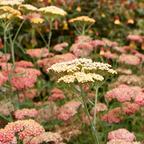 Yarrow - Perennial Plants Pollinators Love