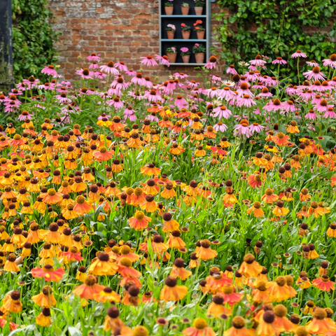 Coneflowers (Echinacea) - Best Plants for Bees and Pollinators