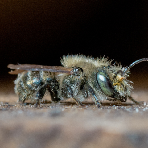 mason bee