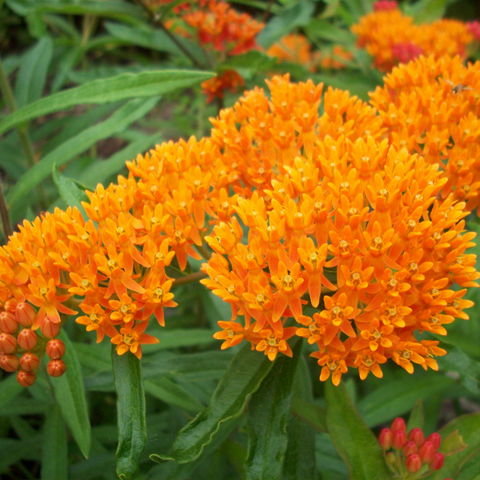 Milkweed - Plants that Attract Butterflies and Pollinators