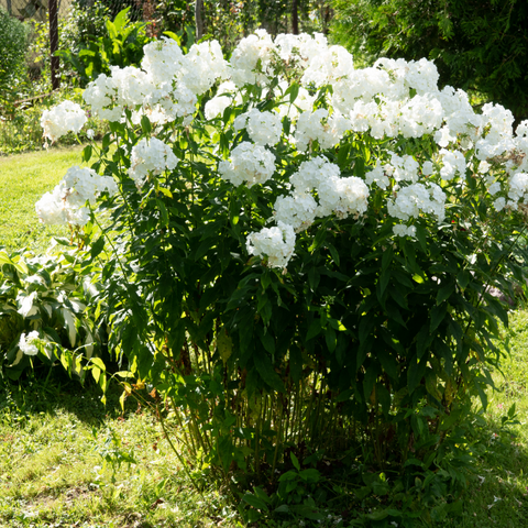 Phlox - Flowers that attract pollinators