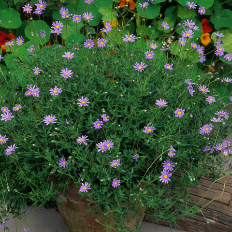 Asters - Fall flowers for pollinators