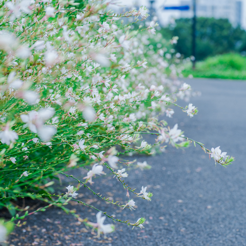 Gaura - Best plants for bees and pollinators