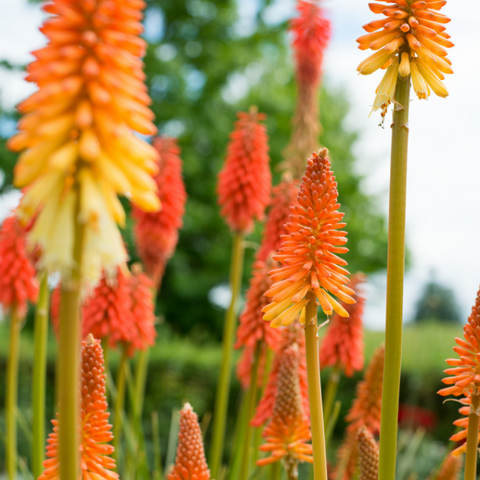 Kniphofia - Flowers that attract hummingbirds and pollinators