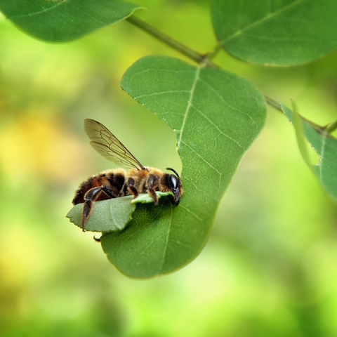 leafcutter bee