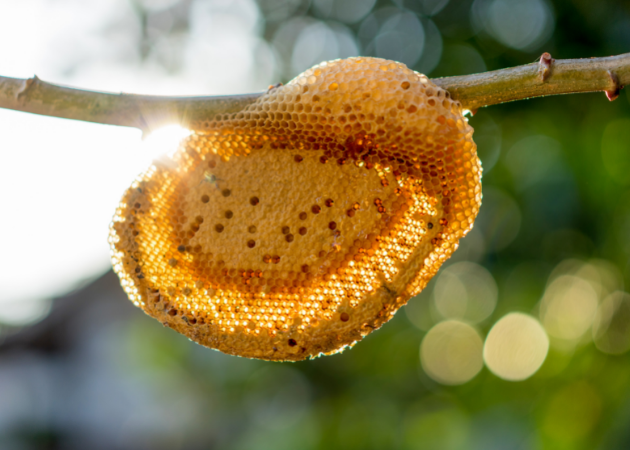 Unlocking the Mystery of Dark Honeycomb