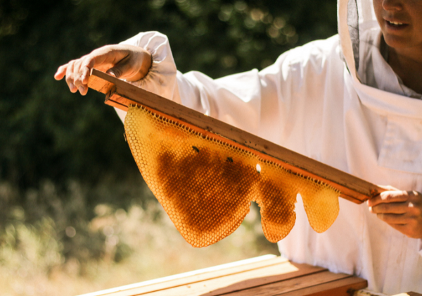 How do bees make honeycomb?