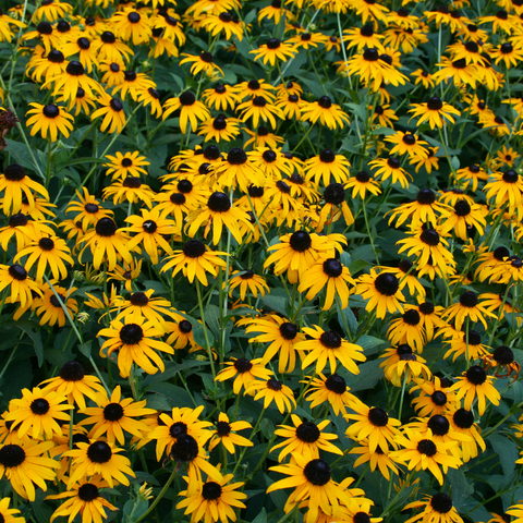 Black-Eyed Susans - Best Plants for Pollinators