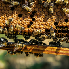 Regenerative Apiculture White Paper