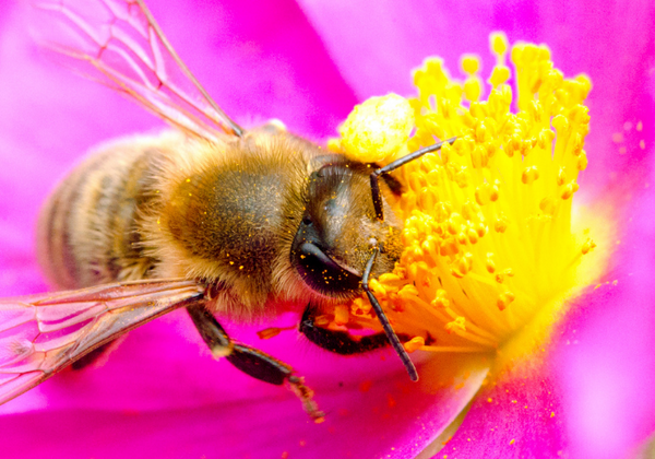 How do bees pollinate?