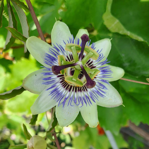 passionflower