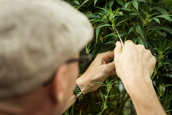 One hand is pruning a cannabis plant