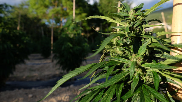 Legal cannabis cultivation