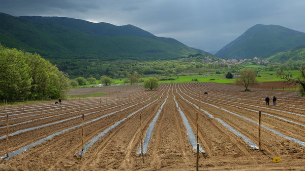 Cannabis cultivation