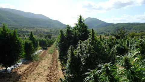 Hemp field