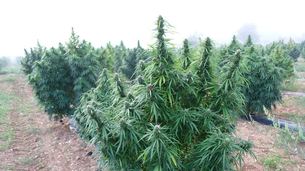 Flowering cannabis