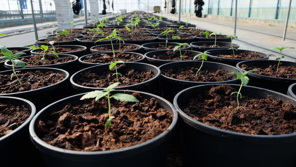 Cannabis cultivation