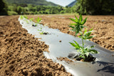 leichter Cannabisanbau