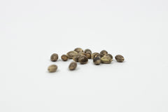 cannabis seeds