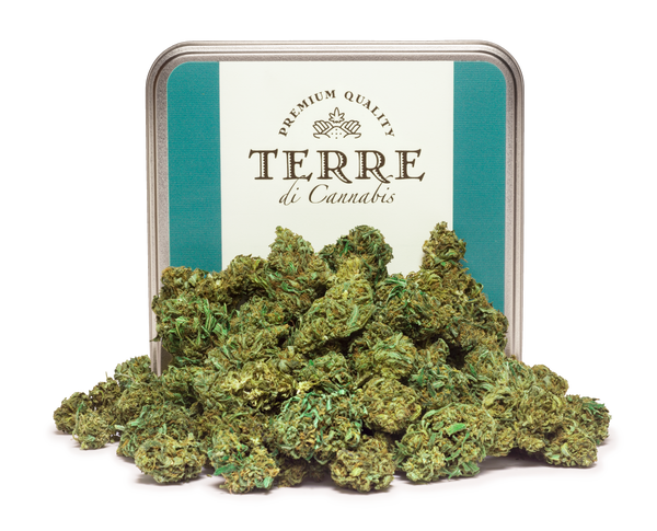 Lots of cannabis all together with a can of Terre di Cannabis