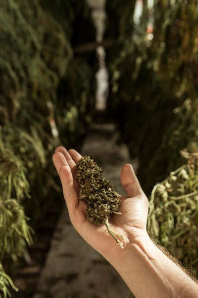 Cannabis bud amidst drying marijuana