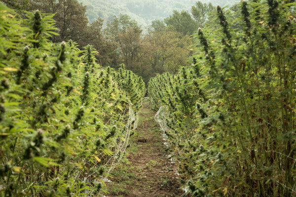 Light cannabis cultivation