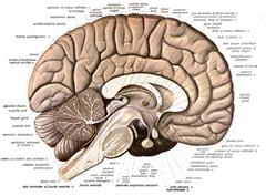 menschliches Gehirn und Cannabinoidrezeptoren