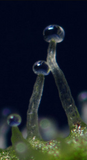 Cannabis trichomes