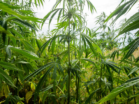 cannabis-sativa-plantation