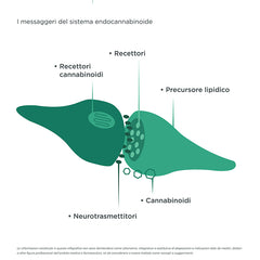 cb1 recettori cannabinoidi