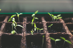 hemp seed sprouts