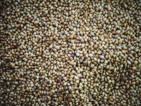 hemp seeds